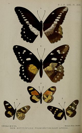 <i>Acraea oreas</i> Species of butterfly