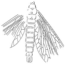 Prochoroptera calopteryx.jpg