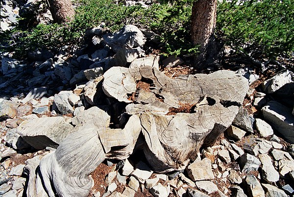 The stump of a very old bristlecone pine. Tree rings from these trees (among others) are used in building calibration curves.