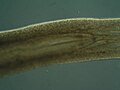 Faringe del verme piatto Prorhynchus fontinalis