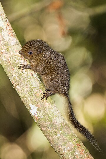 Topapu-Zwerghörnchen