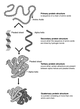 List of protein structure prediction software