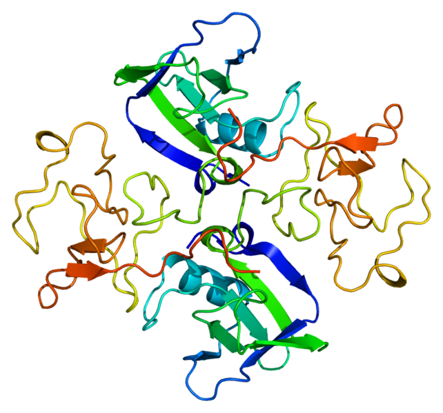 File:Protein HGF PDB 1bht.png