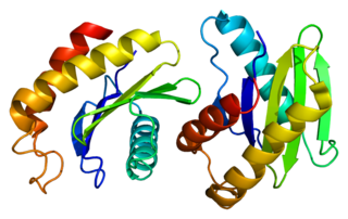 SEC22B protein-coding gene in the species Homo sapiens