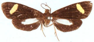 <i>Proutiella simplex</i> Species of moth