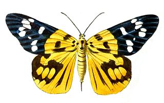 <i>Psaphis</i> (moth) Genus of moths