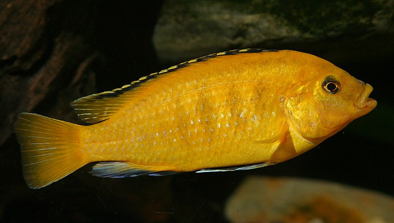 File:Pseudotropheus lombardoi.jpg