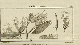 Pl 23 from Lamarck (1792) Psittacanthus cucullaris as Loranthus cucullaris (Lamarck).jpg
