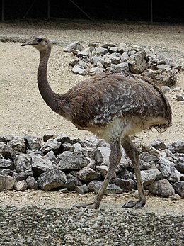 Mažasis nandas (Rhea pennata)