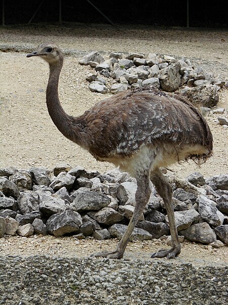 File:Pterocnemia pennat (zoo Zurich).jpg