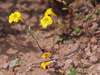 <i>Erythranthe pulsiferae</i> Species of flowering plant