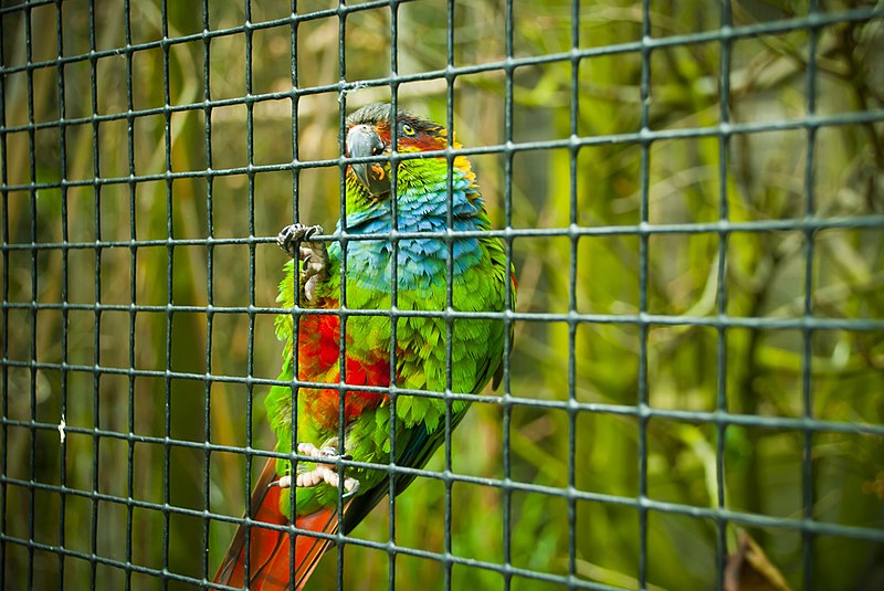 File:Pyrrhura cruentata -Harewood Bird Garden, Leeds, England-8a (1).jpg