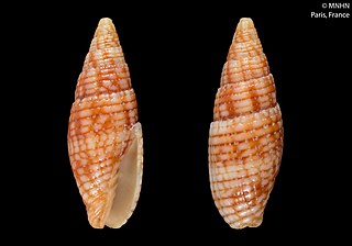 <i>Quasimitra sanguinolenta</i> Species of gastropod