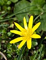 ледињак (-{Ranunculus ficaria/Ficaria verna}-), из фамилије љутића