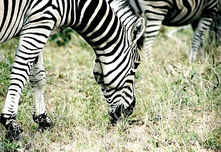 Zebras near Lower Sabie