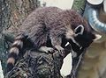 Raccoon crop.jpg