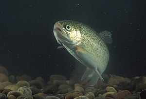 Trucha arcoiris (Oncorhynchus mykiss)