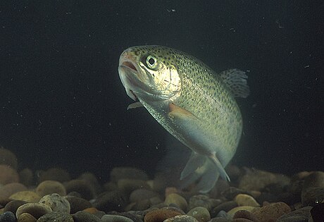 Llista de peixos de Liechtenstein