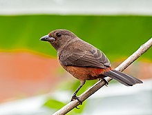 Ramphocelus bresilius -Registro, Sao Paulo, Brazilië -female-8.jpg