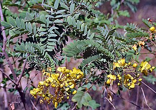 <i>Senna auriculata</i> Species of legume