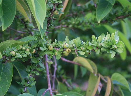 Род мал. Randia ruiziana. Rubiaceae Randia. Рандия Randia aculeata. Randia nicaraguensis.