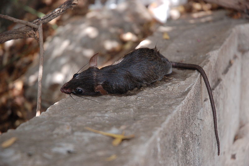 File:Rat 1 (2807622669).jpg