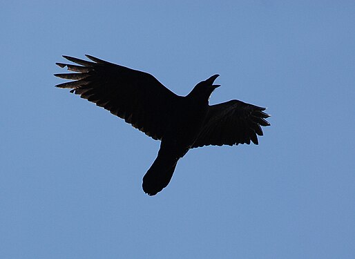 Silhouette of a Raven - Simrishamn, Skåne, Sweden. In the Nordic pagan mythology, the raven is associated with war and danger