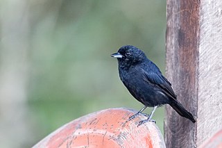 <span class="mw-page-title-main">Red-shouldered tanager</span> Species of bird