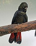 Cockatoo, Red-tailed Black Calyptorhynchus banksii