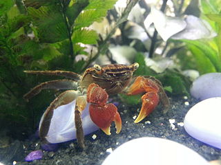 <i>Perisesarma bidens</i> Species of crab