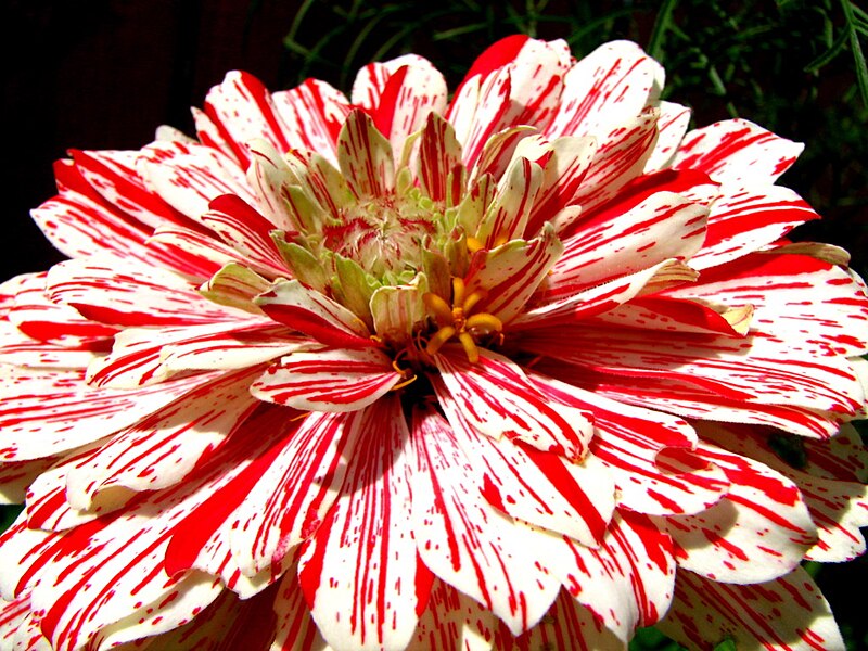 File:Red and White (189117120).jpg