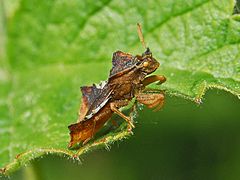 Male, lateral view Reduviidae - Phymata crassipes-male-001.JPG