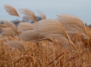 Reeds in the wind