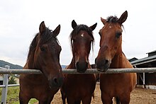 Trois chevaux vus de face montrant leurs têtes.