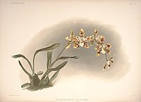 plate 19 Odontoglossum × excellens Oncidium × excellens