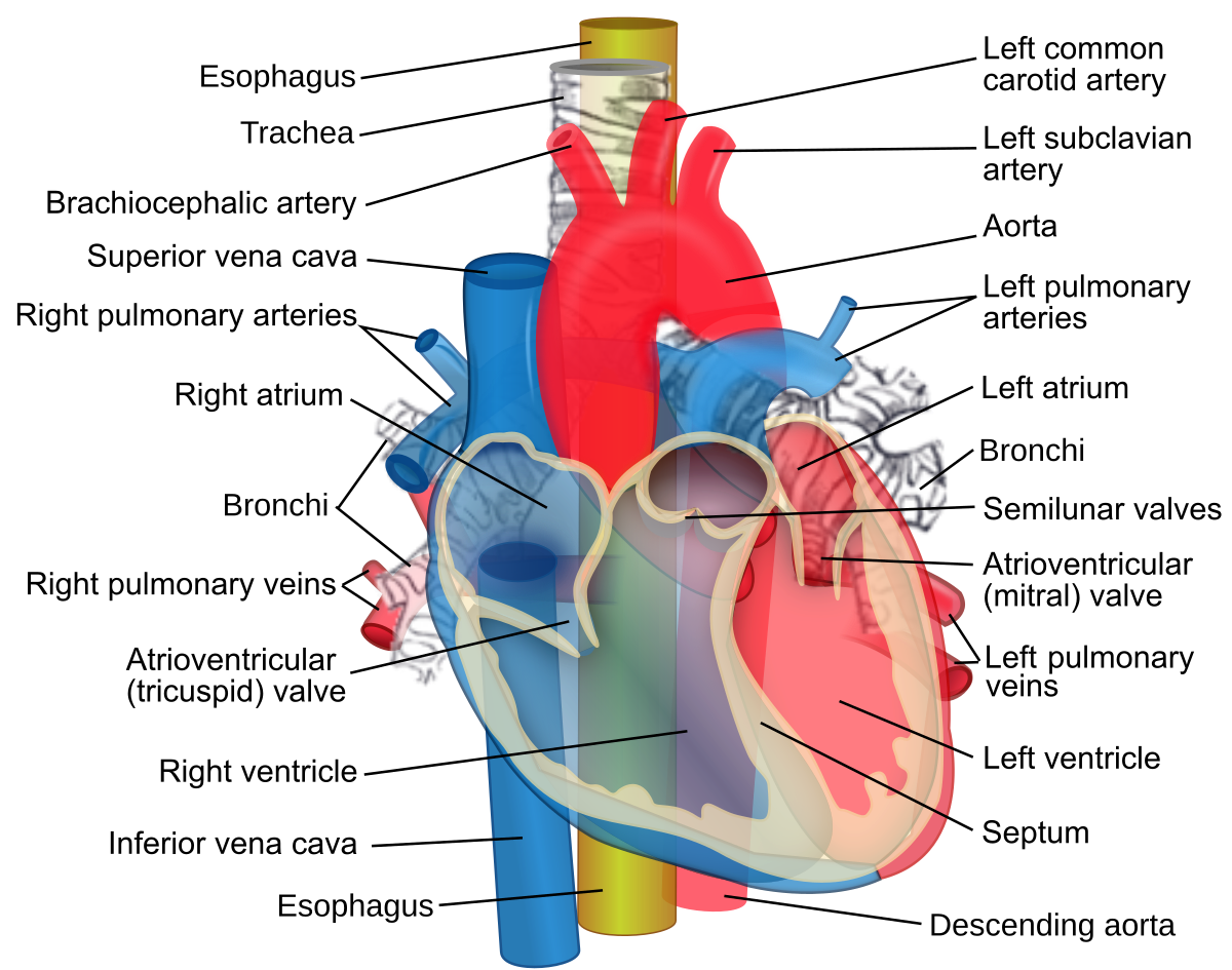 File Relations Of The Aorta Trachea Esophagus And Other Heart Structures Svg Wikimedia Commons