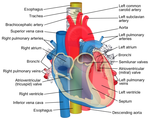 File:Relations of the aorta, trachea, esophagus and other heart structures.svg