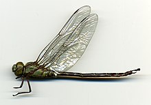 Remartinia luteipennis Burmeister, 1839 1320230757.jpg