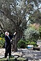 Israeli President Reuven Rivlin in the annual olive harvest in the garden of Beit HaNassi, November 2020