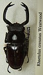 Rhaetulus crenatus