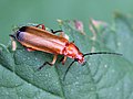 * Nomination: The common red soldier beetle (Rhagonycha fulva) --AfroBrazilian 21:34, 9 July 2018 (UTC) * * Review needed