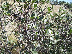 Holly buckthorn (Rhamnus alaternus)