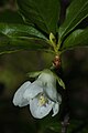 Rhododendron albiflorum