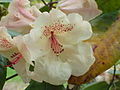 彎果杜鵑（Rhododendron x campylocarpum）的花兩側對稱。