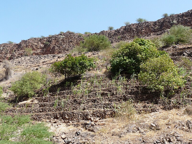 File:Ribeira Grande de Santiago-Cultures en terrasses-Manioc (1).jpg