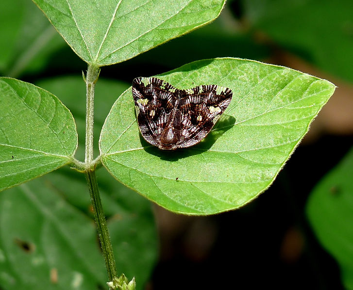 File:Ricania speculum by kadavoor.jpg