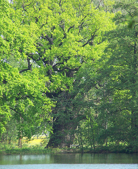 Rieseneiche Niedergurig