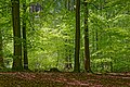 Beech trees in the Riesewohld forest