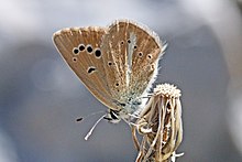 Ripart аномальды көк түсі (Polyommatus ripartii pelopi) Македония астынан.jpg