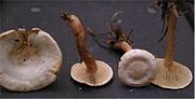 Thumbnail for Ripartites tricholoma